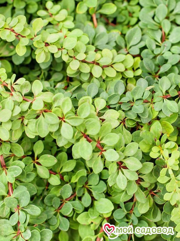 Барбарис Тунберга «Грин Карпет»