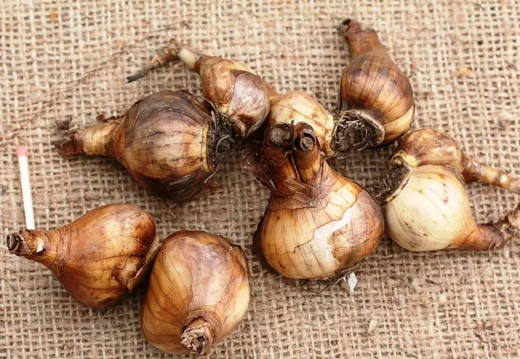 Нарцисс Минт Флер